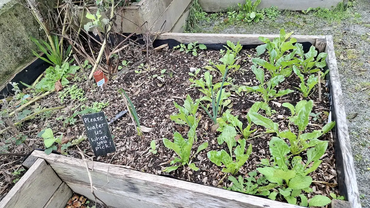Seedlings growing in a wooden raised bed in a community garden.