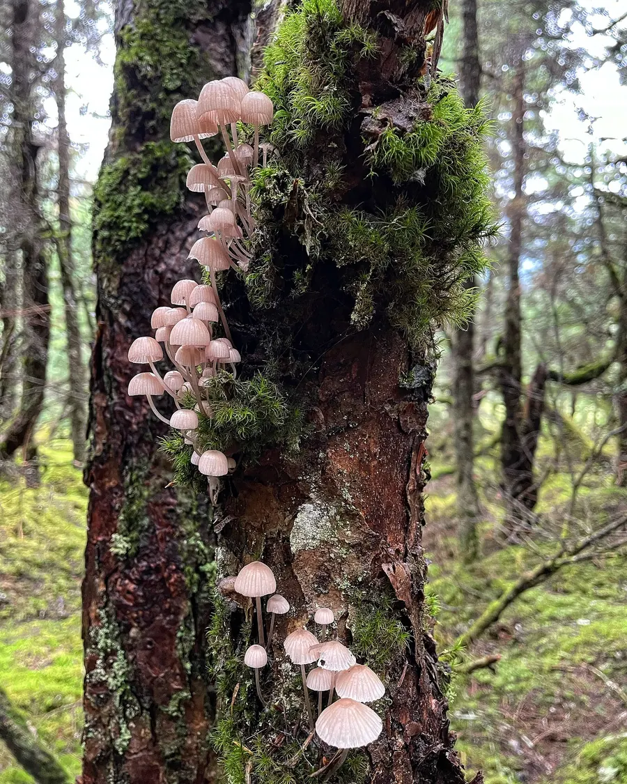 Pale mushrooms growing up the mossy trunk of a tree in a forest.